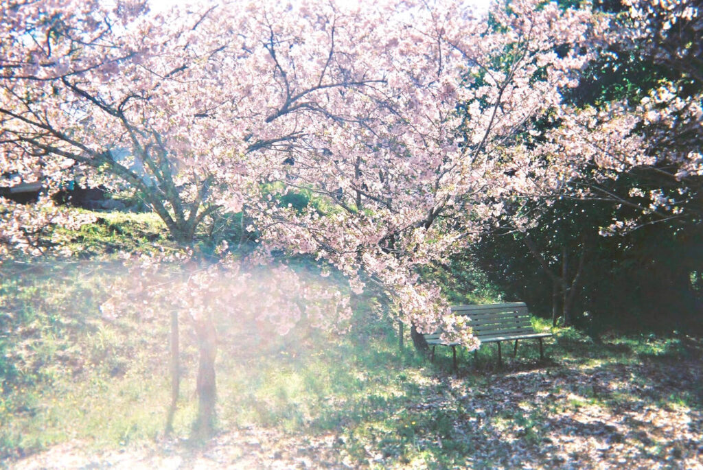 桜色の陽